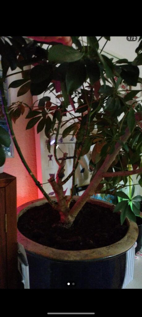Umbrella plant