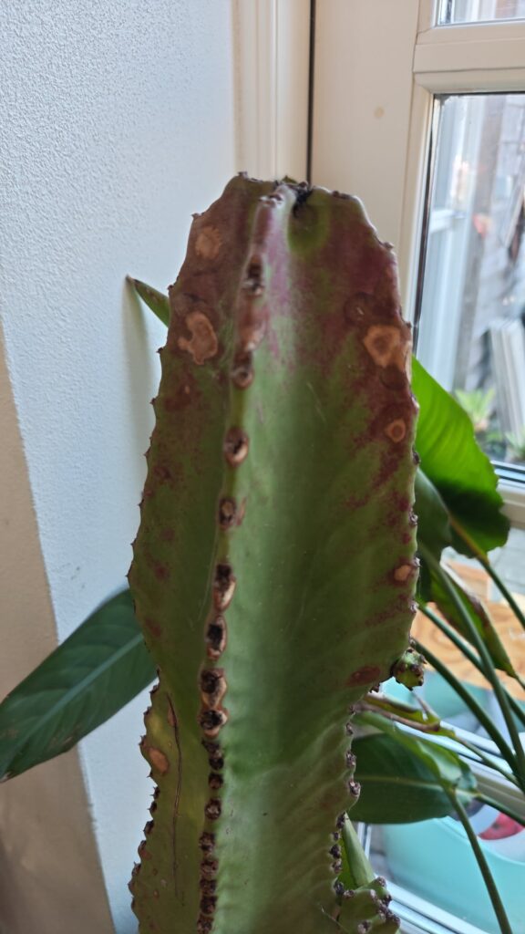 What is this? What is this?