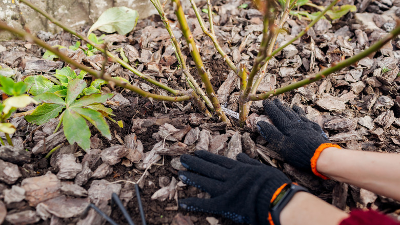 woman mulching around a dormant rose bush