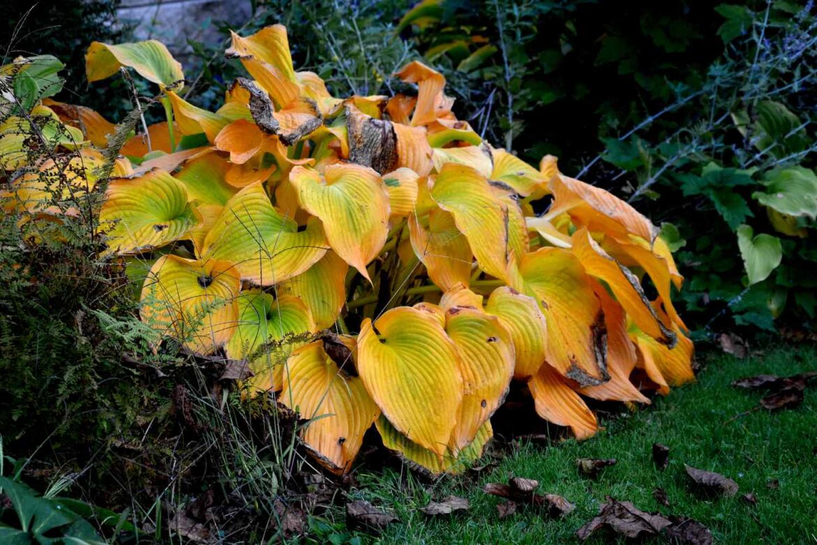 The Best Thing You Can Do for Hostas After the First Frost