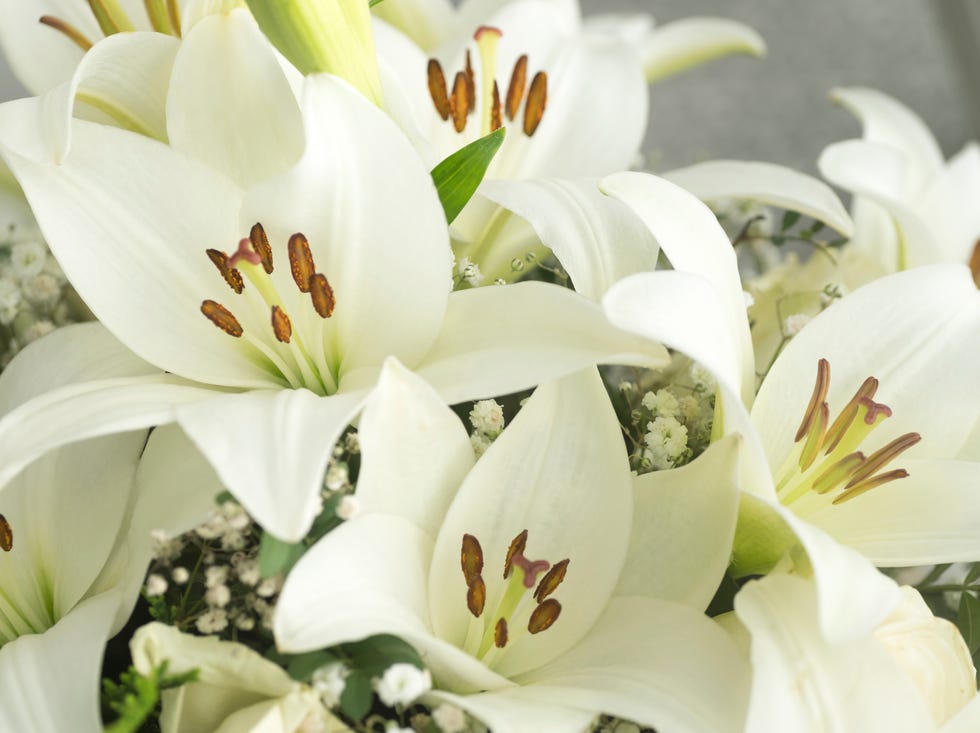 the madonna lily, scientifically known as lilium candidum, is a stunning flowering plant native to the mediterranean region. it is renowned for its large, fragrant, white trumpet shaped flowers that bloom in late spring and early summer. the plant grows from bulbs and features long, lance shaped leaves arranged in whorls along the stem. madonna lilies have been cultivated for centuries for their ornamental beauty and cultural significance, often associated with purity and spirituality. however, they are also considered toxic if ingested by humans or animals.the madonna lily, scientifically known as lilium candidum, is a stunning flowering plant native to the mediterranean region. it is renowned for its large, fragrant, white trumpet shaped flowers that bloom in late spring and early summer. the plant grows from bulbs and features long, lance shaped leaves arranged in whorls along the stem. madonna lilies have been cultivated for centuries for their ornamental beauty and cultural significance, often associated with purity and spirituality. however, they are also considered toxic if ingested by humans or animals.