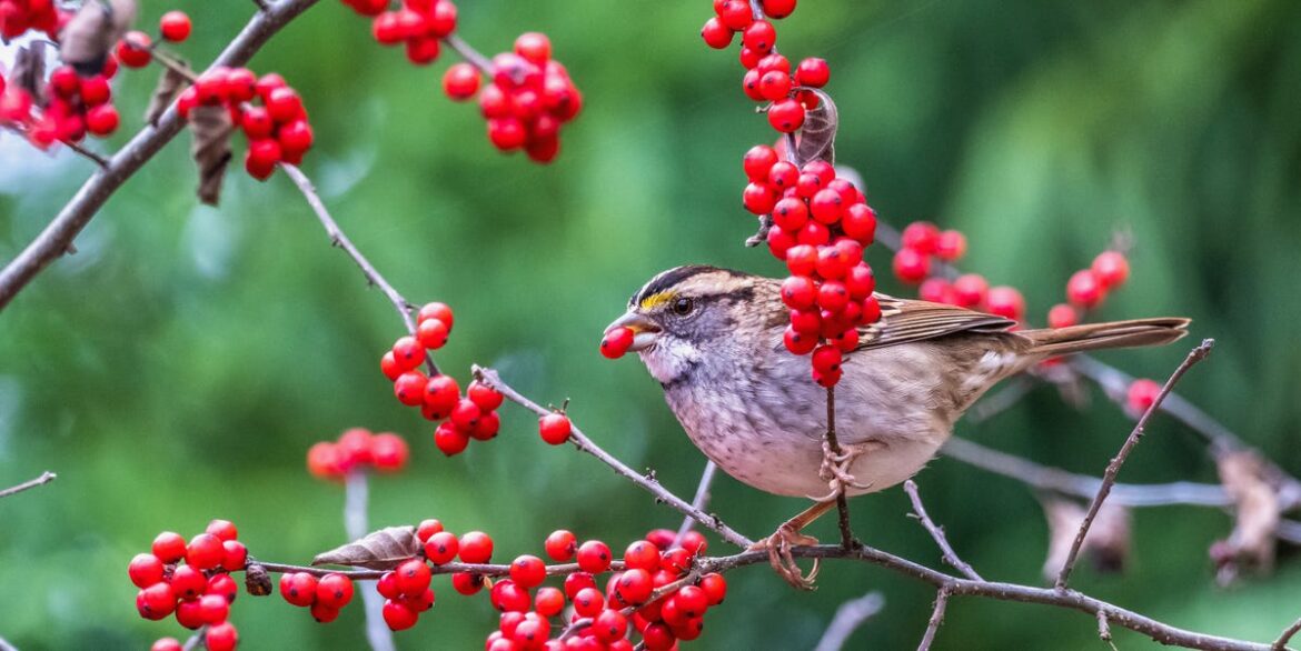 8 Ways to Attract Birds to Your Garden This Winter