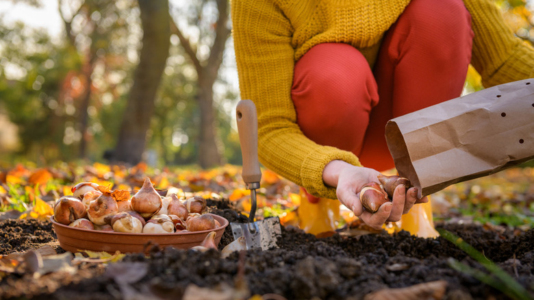 Woman planting bulbs in soil