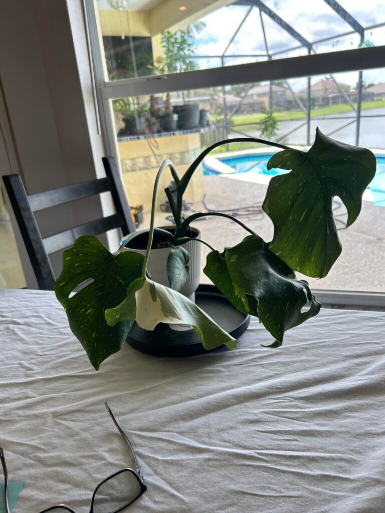 3 months difference with this rescued Thai Con