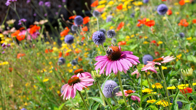 pollinators in a colorful flower border