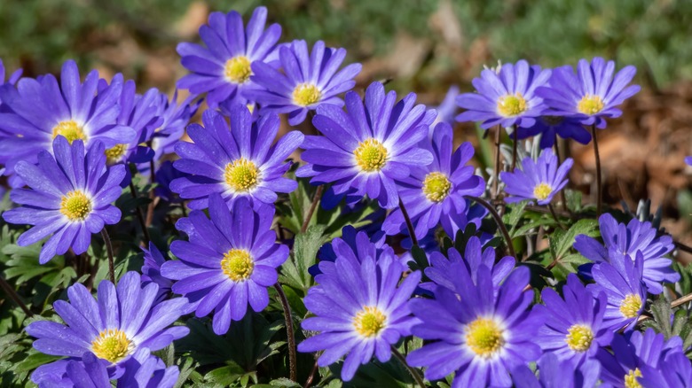 Violet blue anemone blanda flowers with yellow centers.
