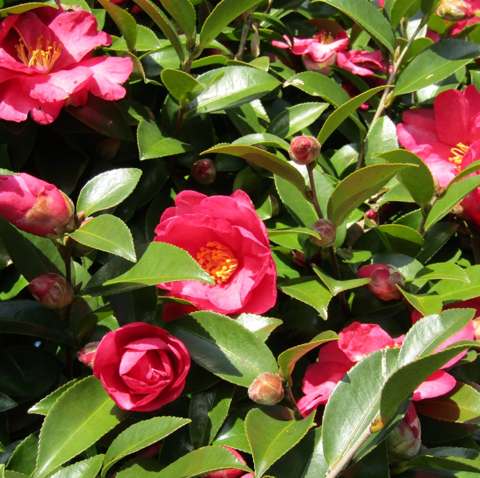 camillas blooming outside