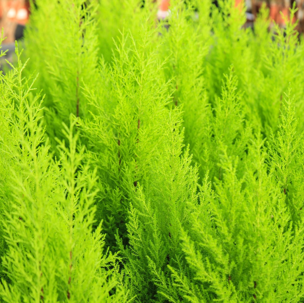 potted cupressus gold crest plants in the garden