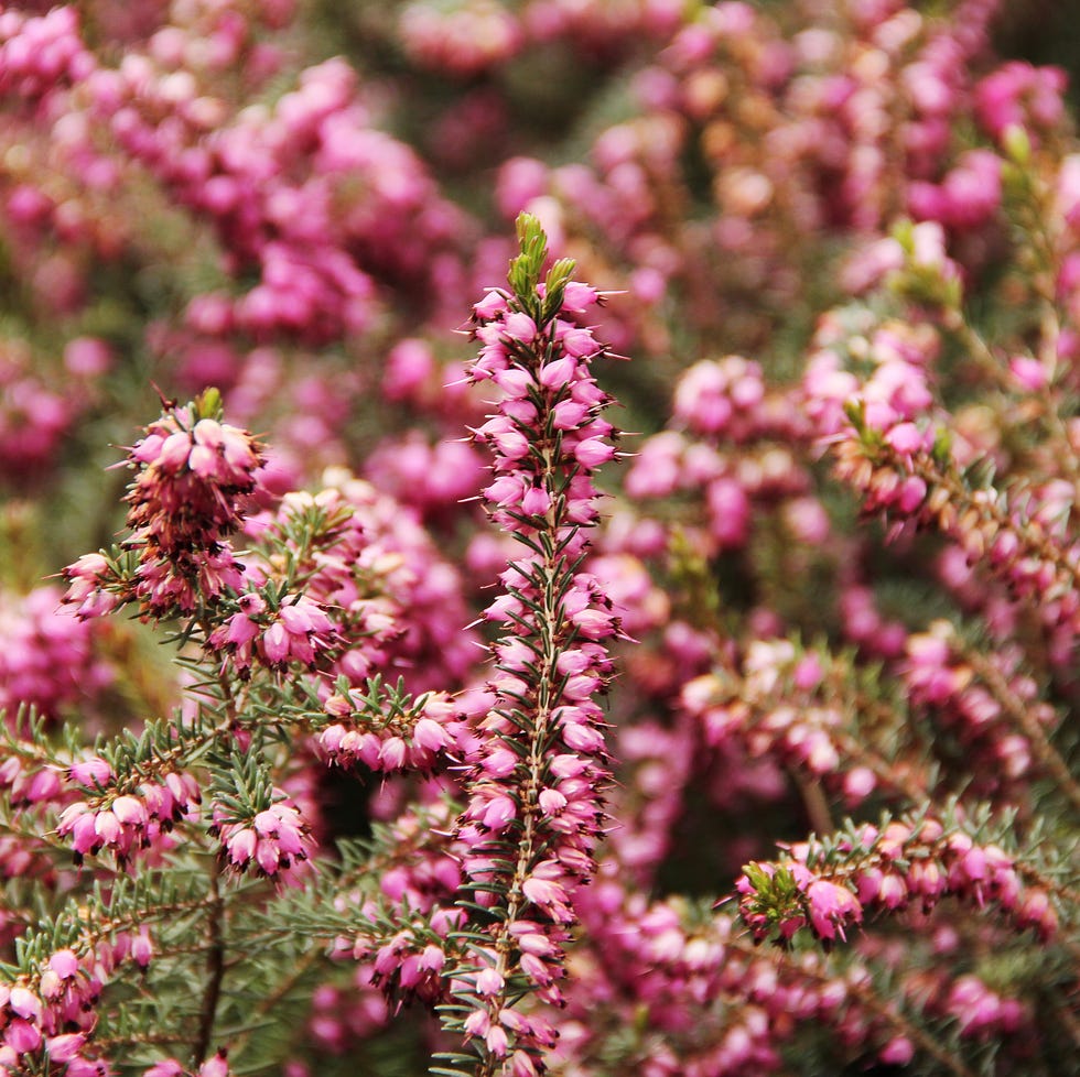 heather(erica carnea) in garden