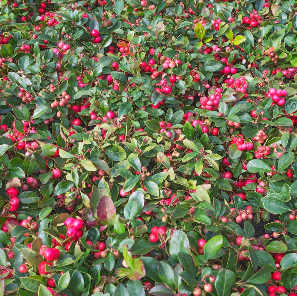 gaultheria plant
