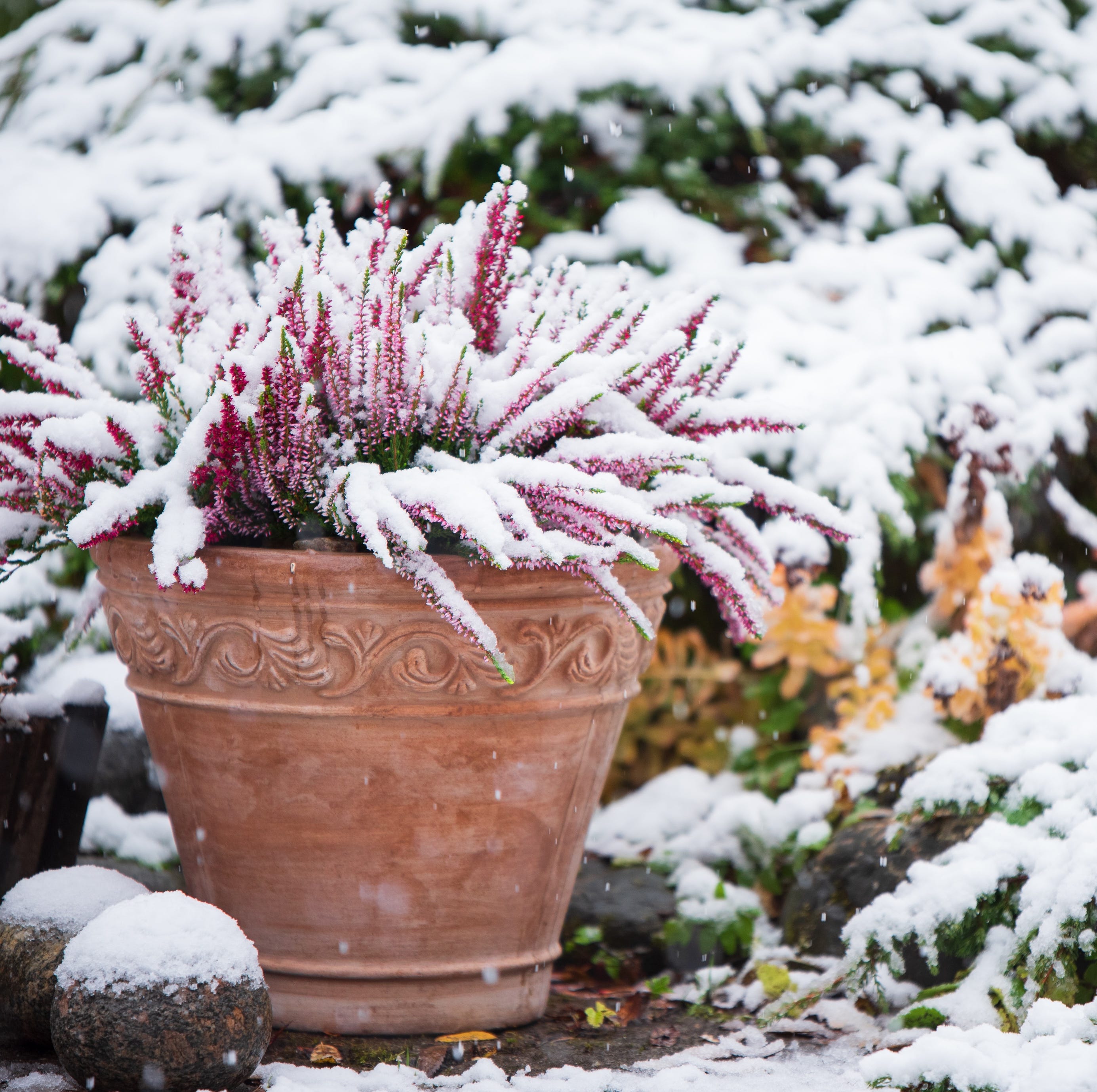 common heather, calluna vulgaris, in flower pot covered with snow, evergreen juniper in the background, snowy garden in winter