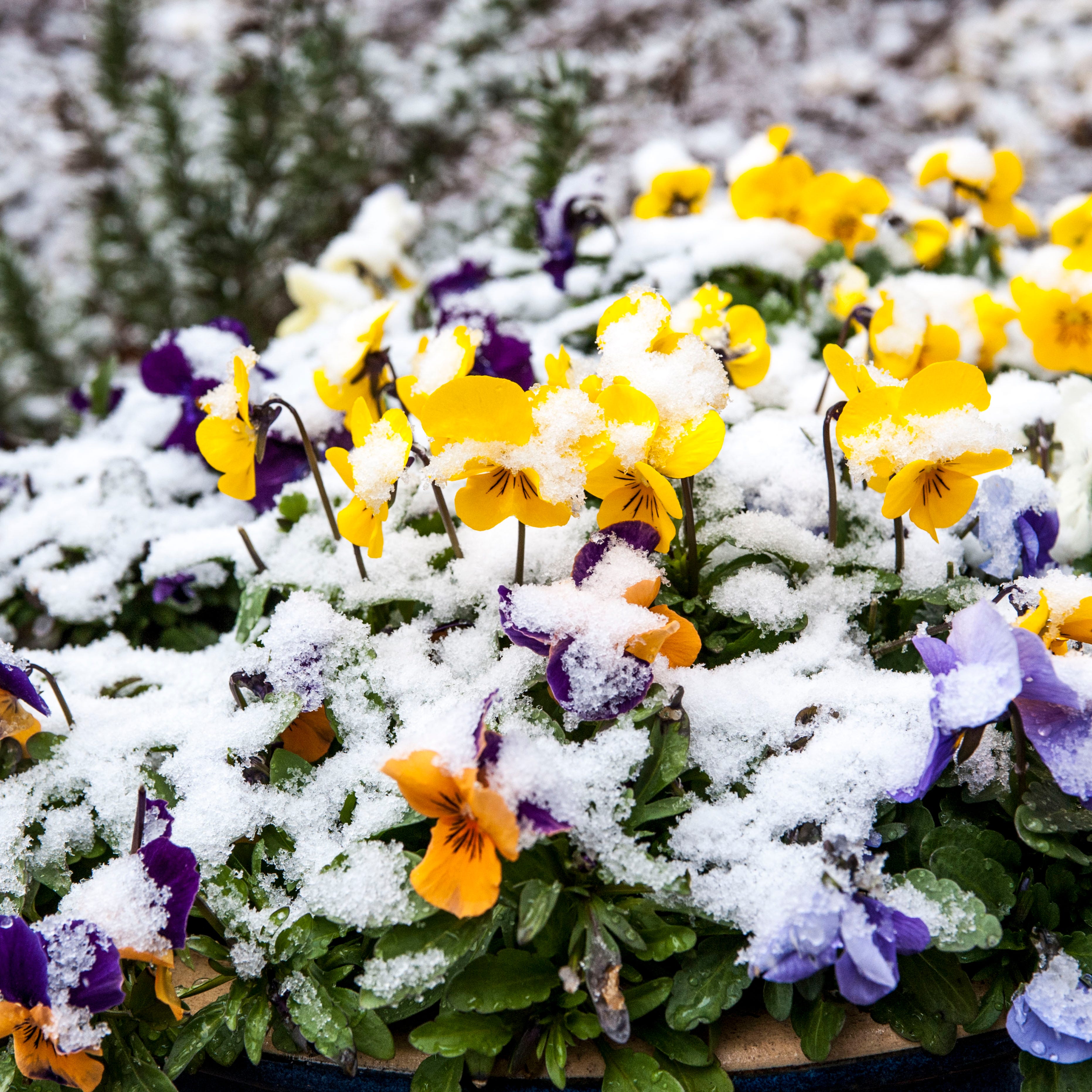 a close up of pansies growing in a planter, partially covered in fresh snow. in united states, alabama, hoover