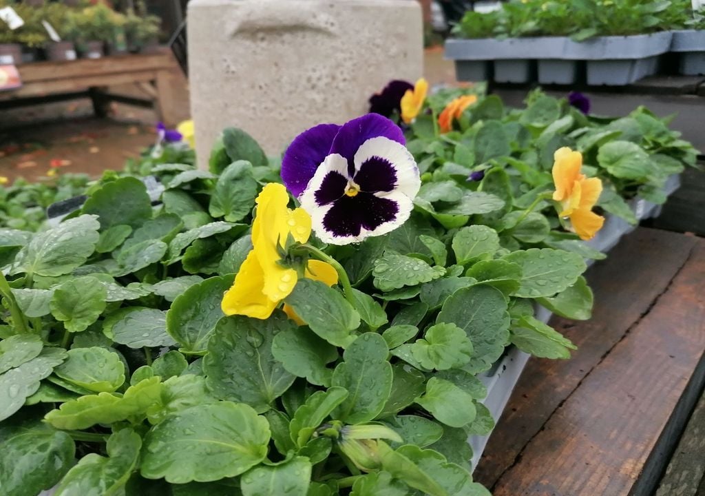 Pansies