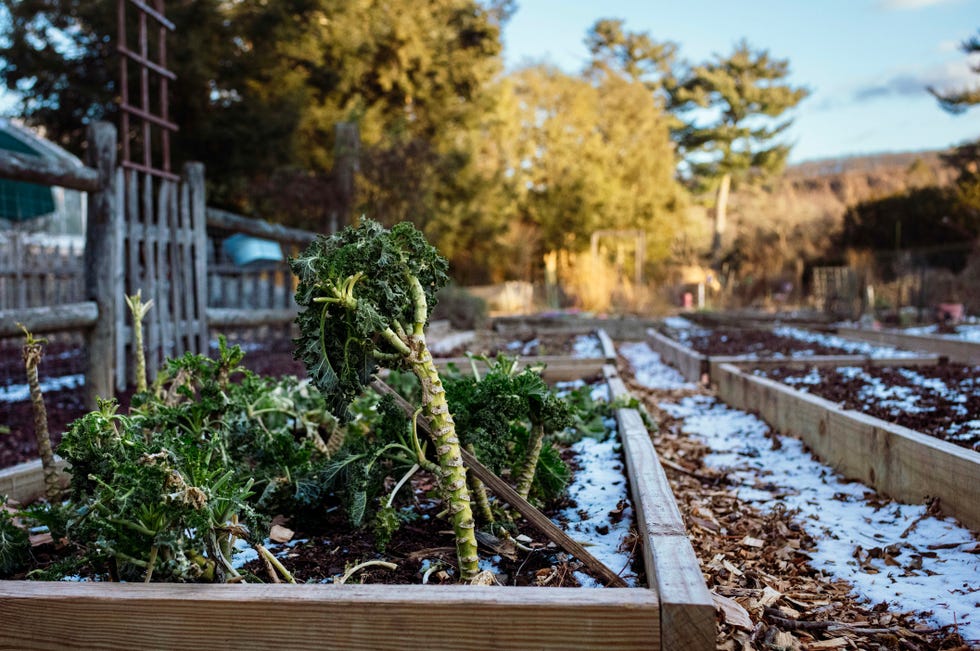 Frosty leftovers from harvested kale in the winter frosty leftovers from harvested kale in the winter