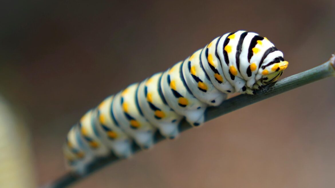 Give caterpillars a ‘soft landing’ under your trees. The ecosystem will thank you Give caterpillars a 'soft landing' under your trees. The ecosystem will thank you