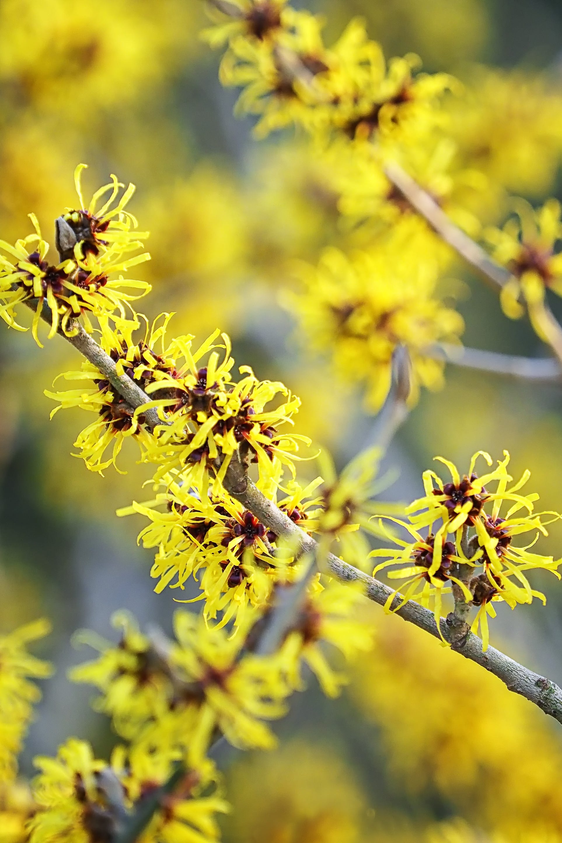 witch hazel