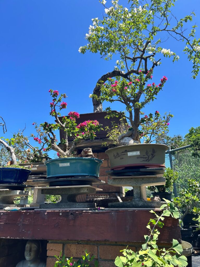 Australian Bonsai Nursery 😯