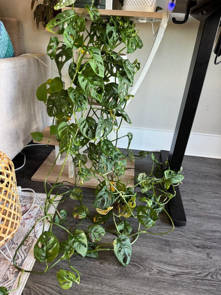 Monstera Adansonii Help