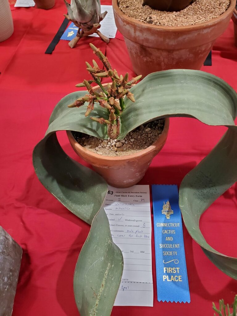 Welwitschia mirabilis show entry
