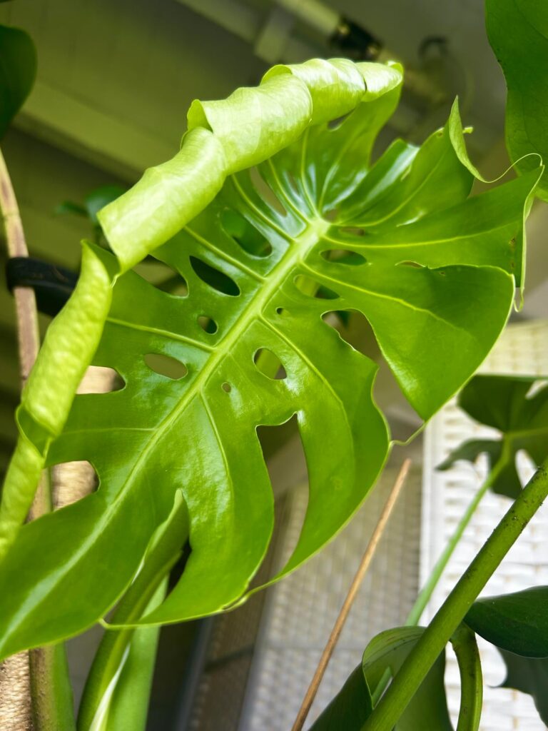 Spirit of my sister growing my first fenestrated leaf? ππ Spirit of my sister growing my first fenestrated leaf? ππ