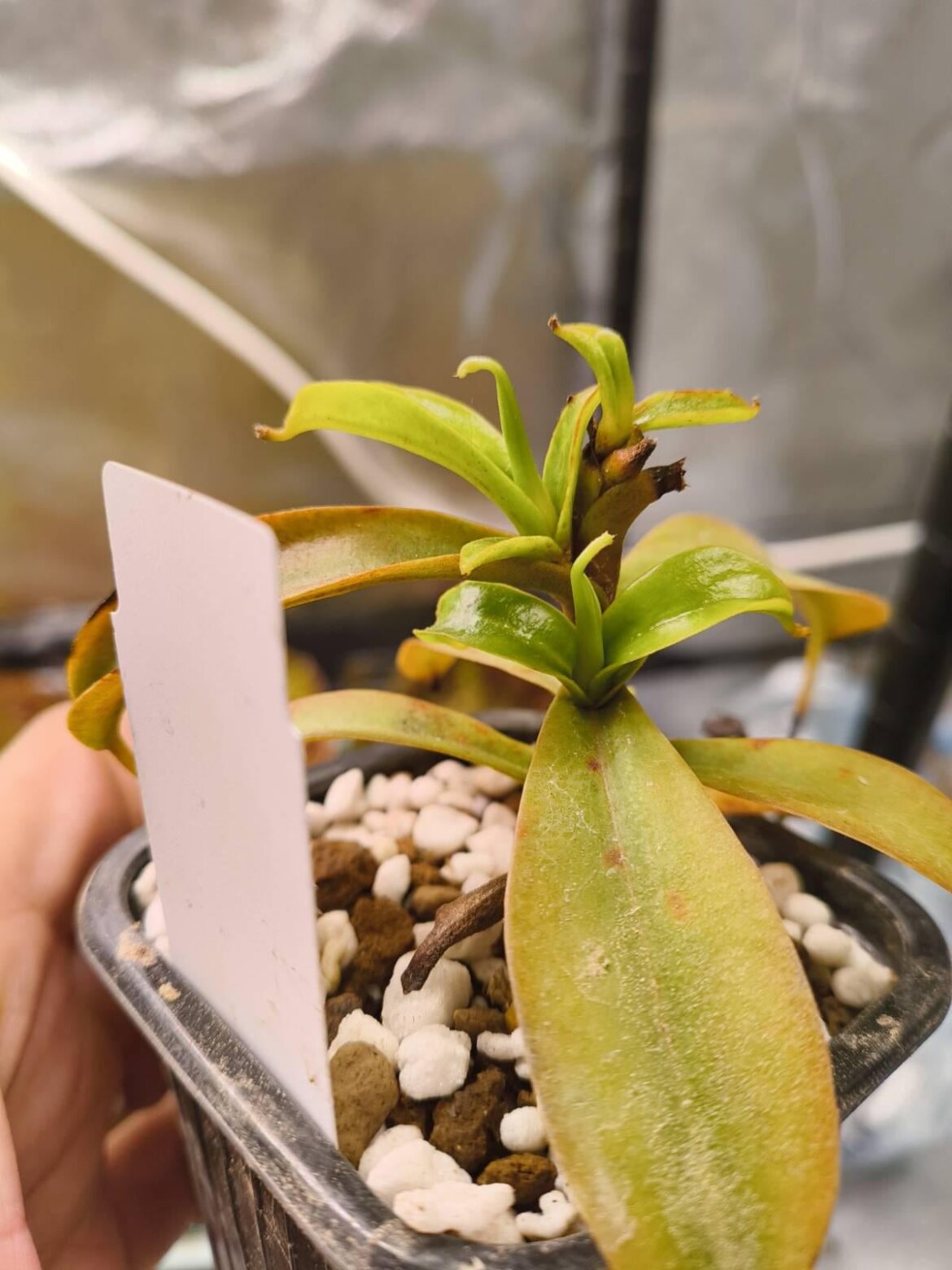 Why, yes, I may have kept this highlander a biit too warm during summer, how did you know?