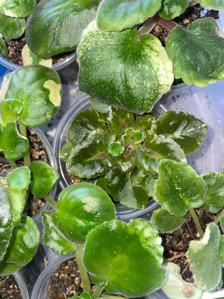 Regrowth post mites?