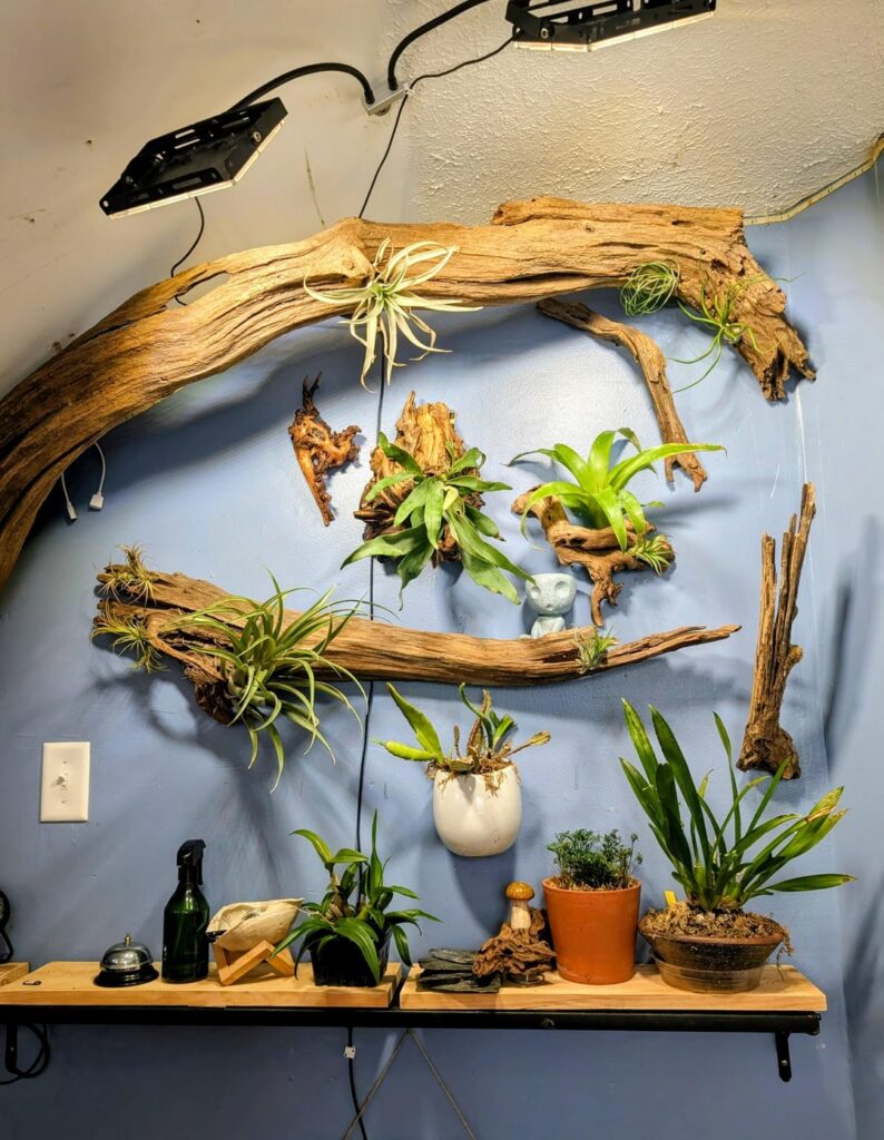 Finally taking some time to focus on my plants, and finished my airplant display!