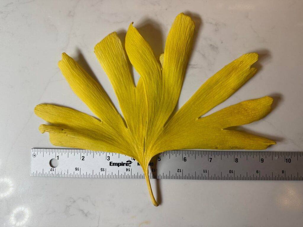 unique, cool, and huge ginkgo biloba leaf, grew from a sucker