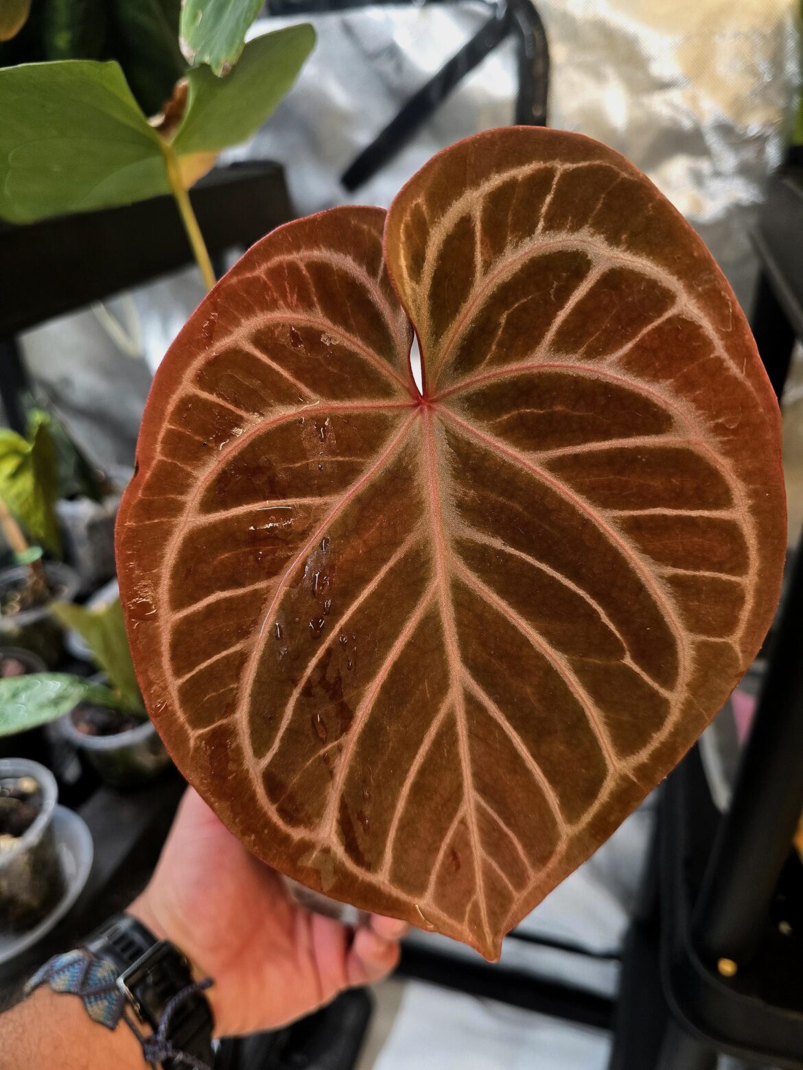 King of spades x skg pink lemonade