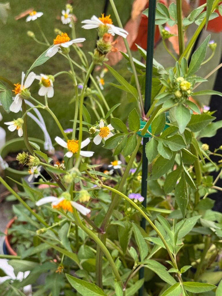 Picked this up from the roadside because of its flowers. Any idea what this is?
