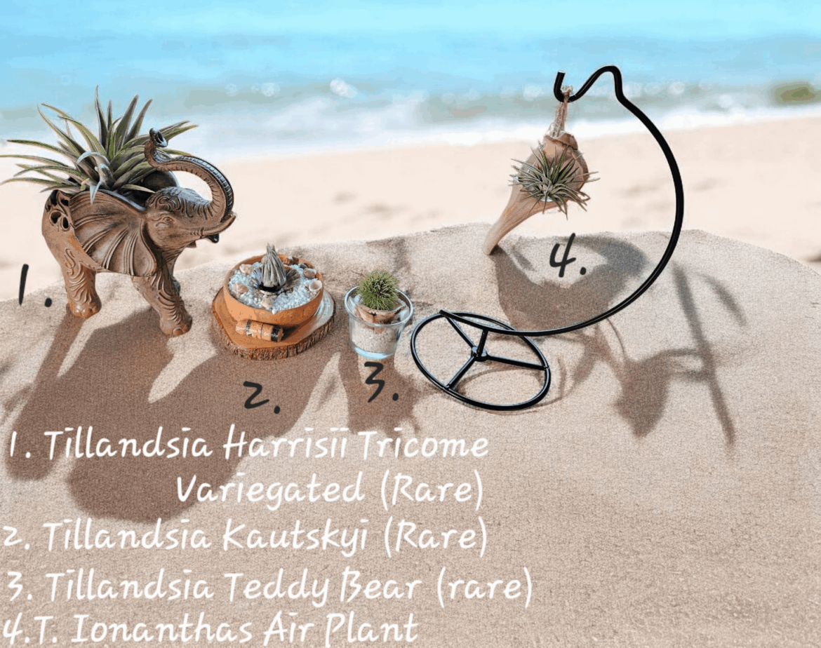 Love my 4 new air plants Love my 4 new air plants