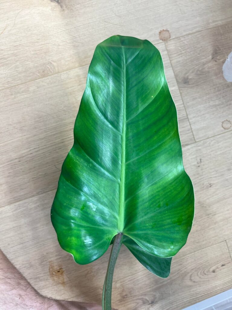 Philodendron …?