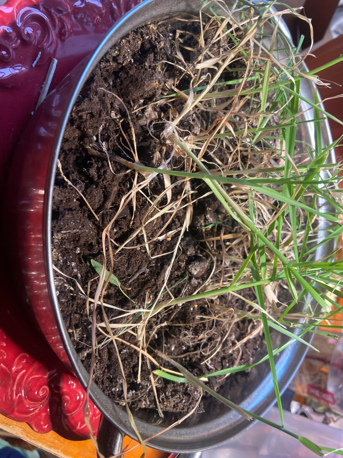 Reusing the soil with full of roots.