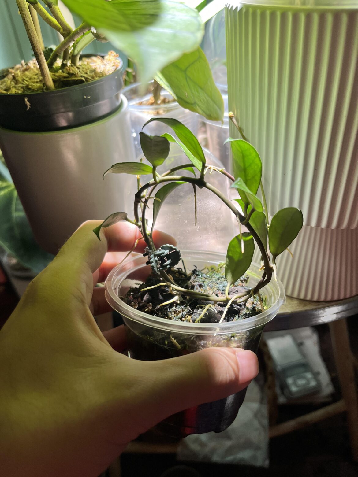 Forgotten hoya prop - roots galore and two peduncles