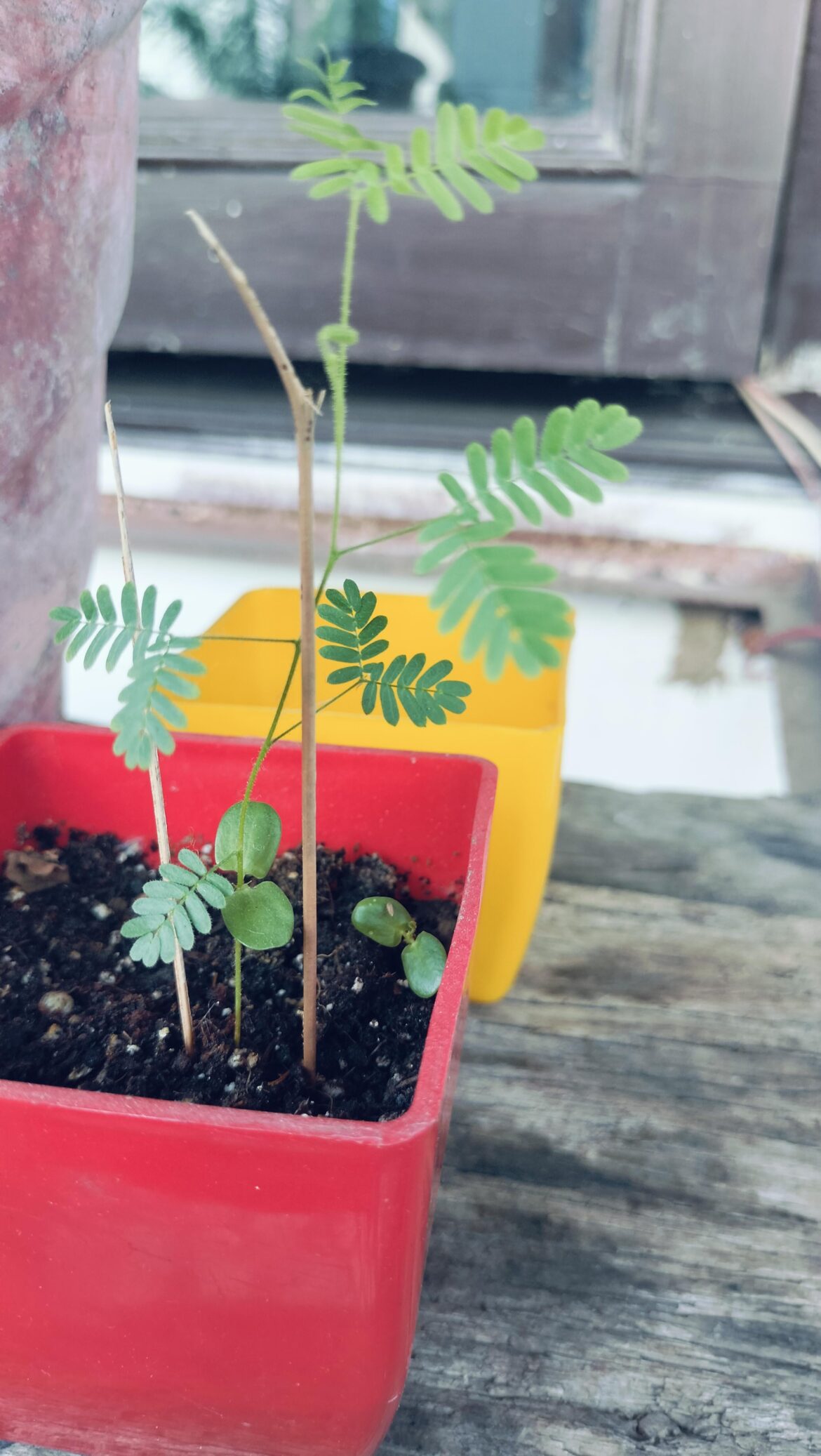 Little Mimosa hostilis seedling