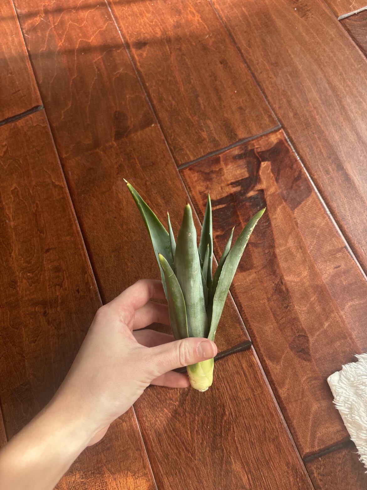 Found this on the ground… can I save it? I’m not sure what type of plant it is… Aloe?