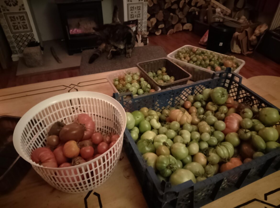 Final harvest of the season