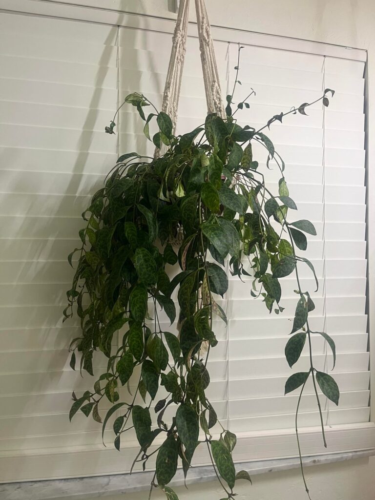 What is wrong with my black pagoda lipstick plant? What is wrong with my black pagoda lipstick plant?