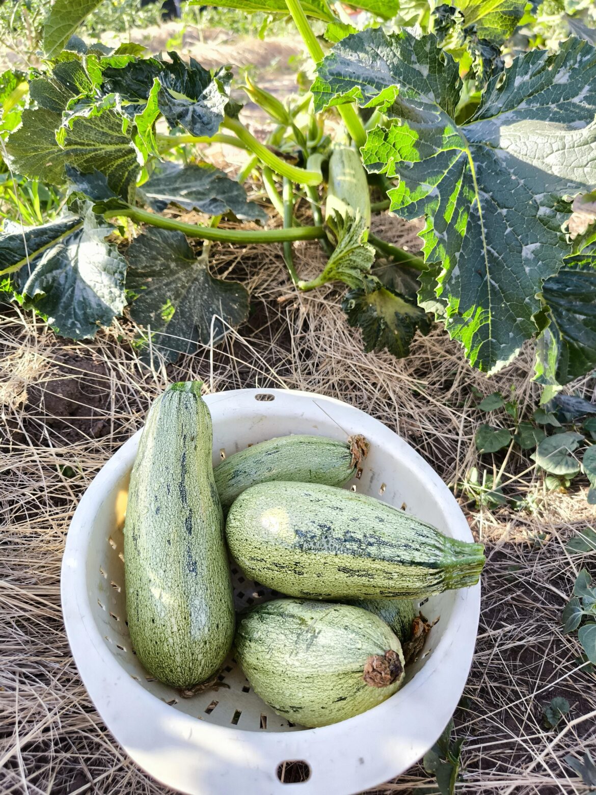 They are improving in size 🤟🏻