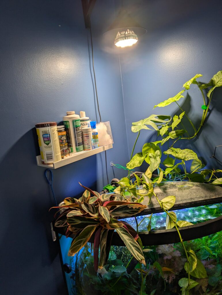 Aquaponic Triostar Stromanthe