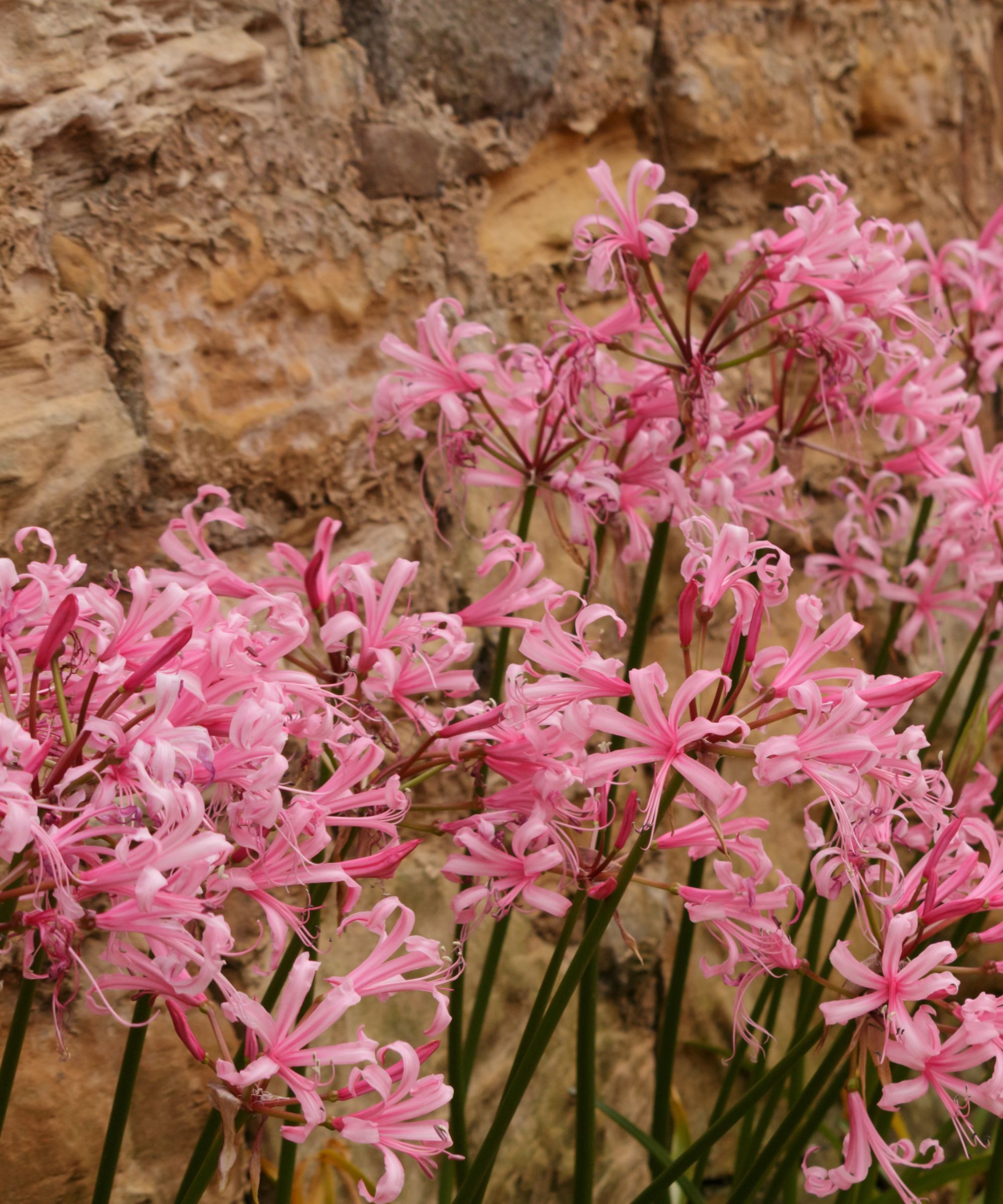 Pink nerine flowers