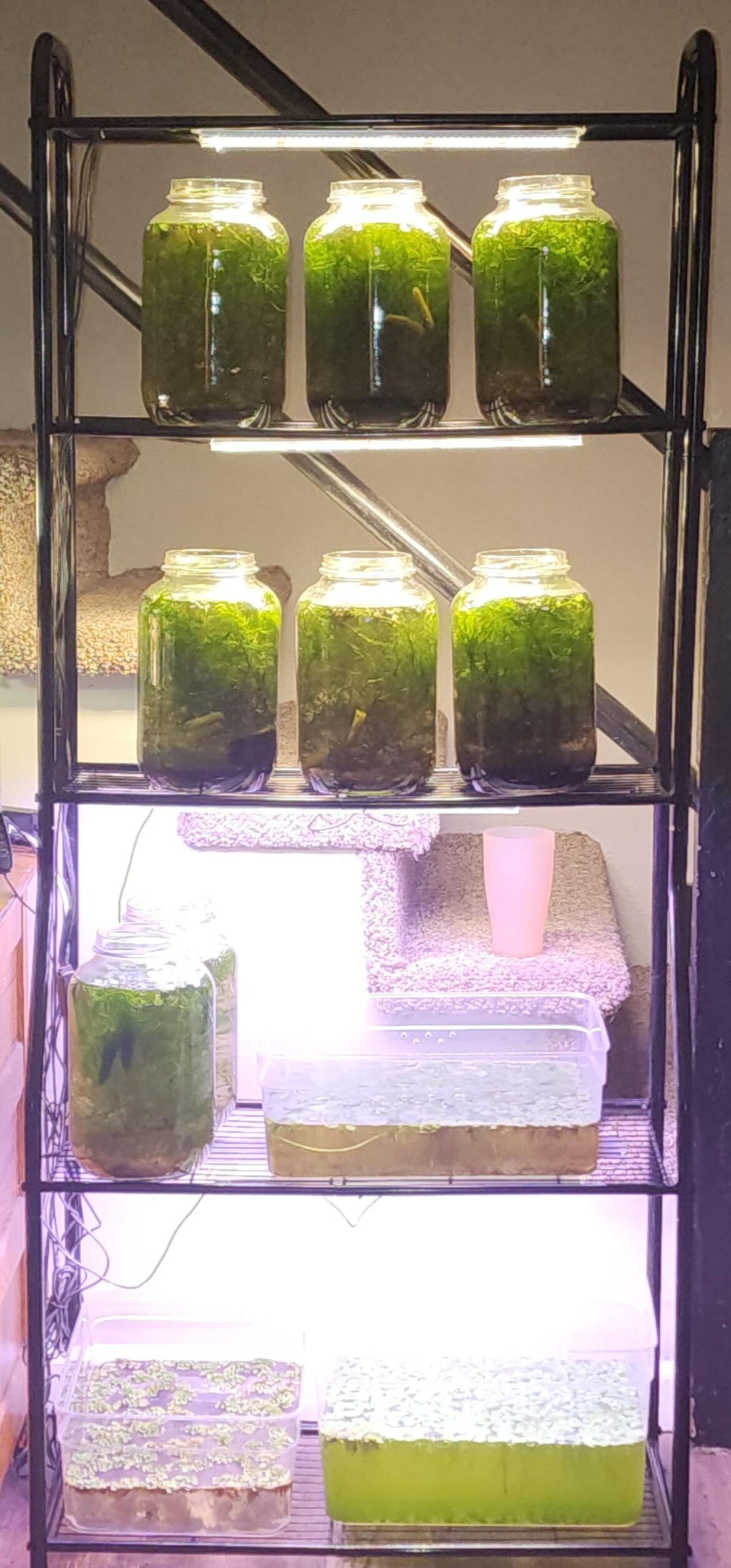 6 year old Jarariums with scuds, blackworms, red worms, ostracods, hydra, cyclops, snails and daphhnia