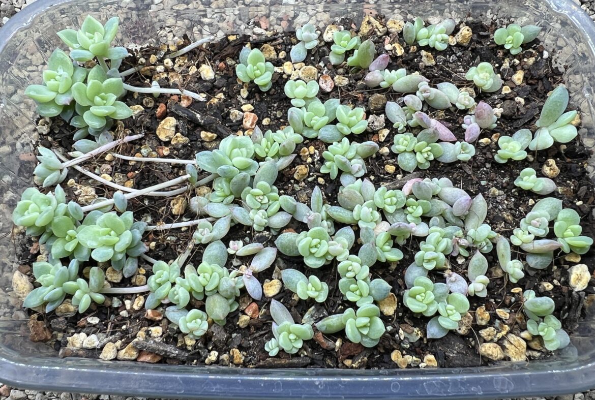 Echeveria prolifica offsets