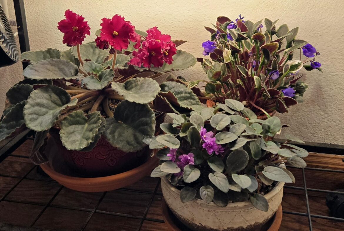 Bursting from their pots! Bursting from their pots!