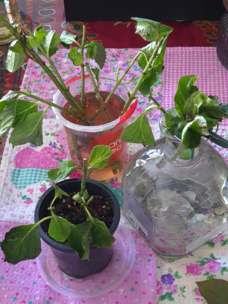 Propagating hydrangeas. Wish me luck. Propagating hydrangeas. Wish me luck.