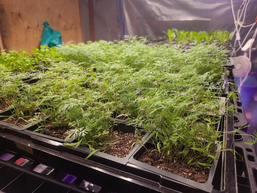 Dill - Easy Indoor Growing