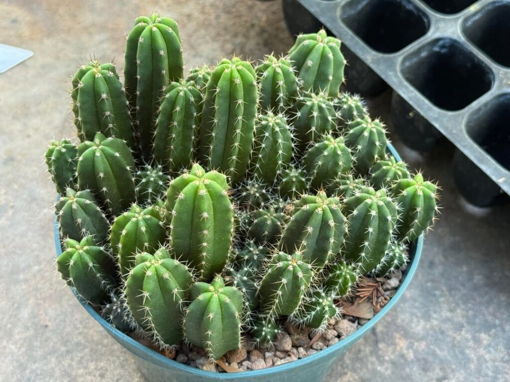 Malo 4 x Scop seedlings.