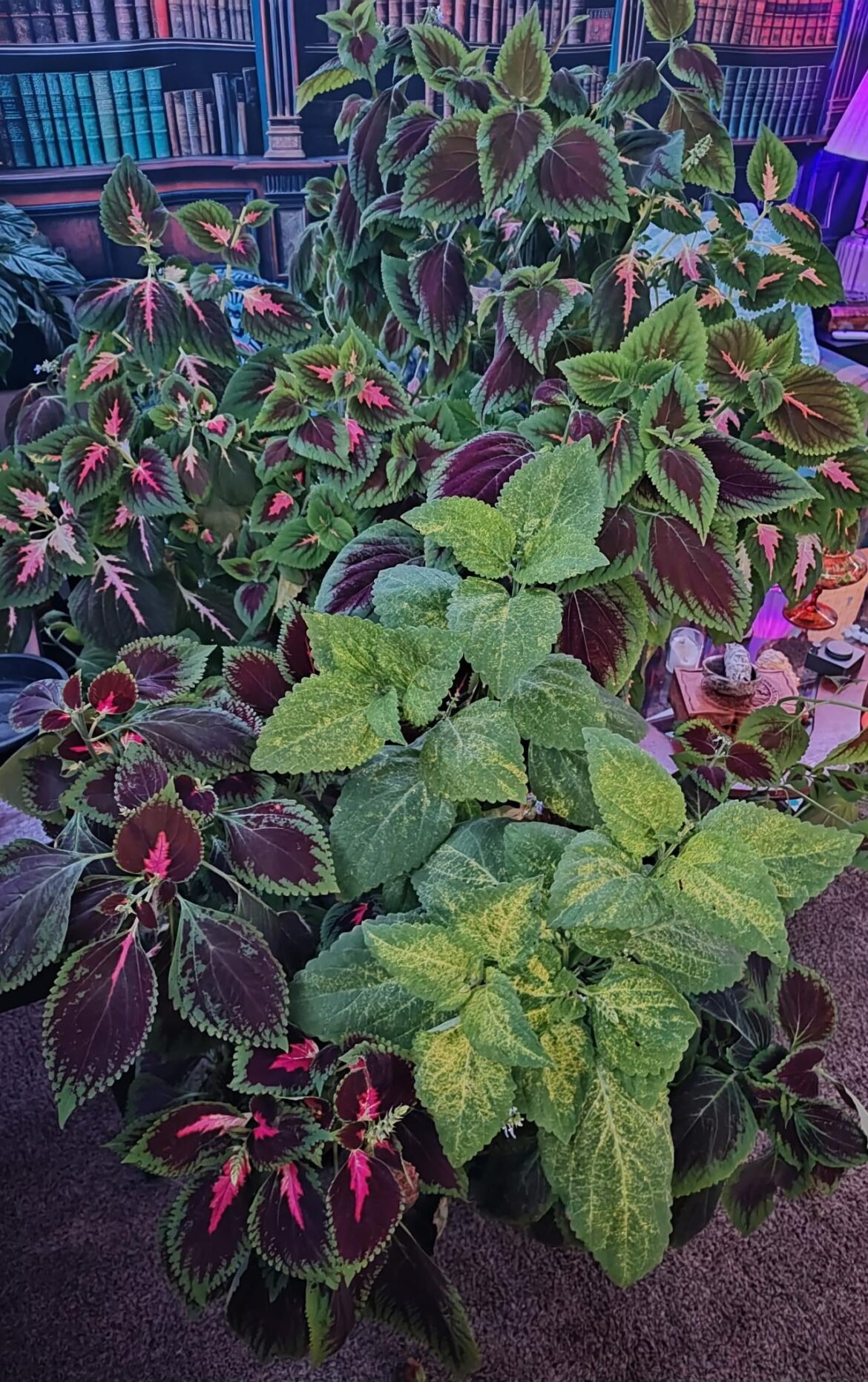 Indoor Coleus experiment complete. We live in an apartment with a south facing window.