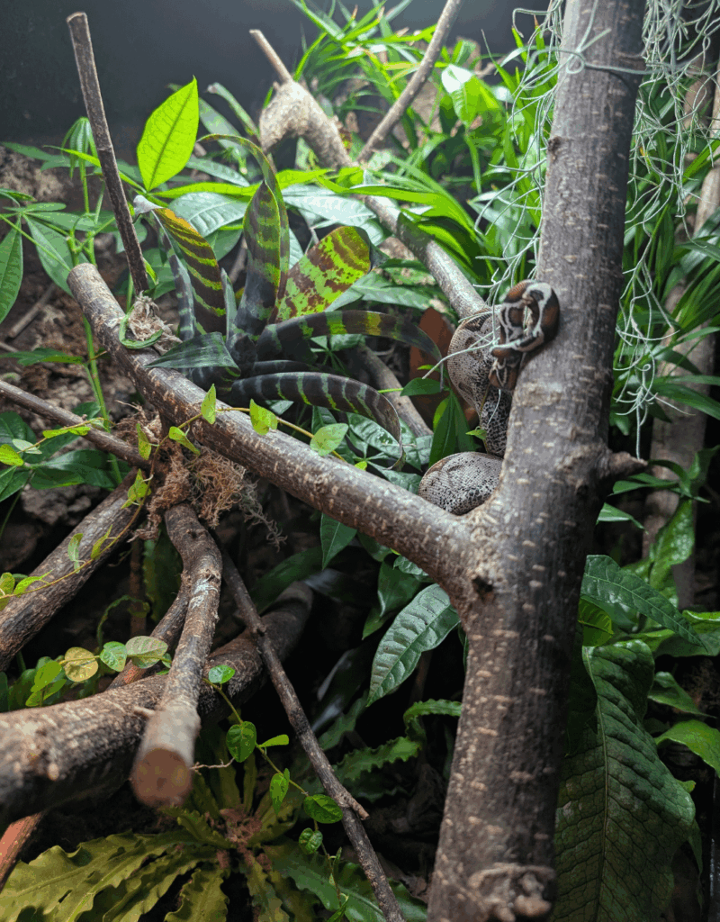 Update on my Boa Constrictor enclosure