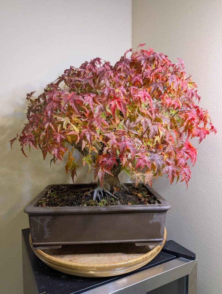 Finally some good fall colors on this J. Maple Finally some good fall colors on this J. Maple